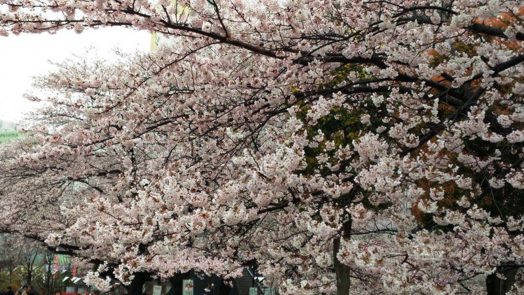 満開の桜2016