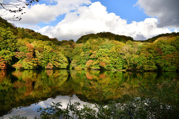 白神山地