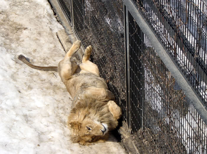 旭山動物園