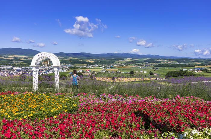 富良野・花人街道の花畑