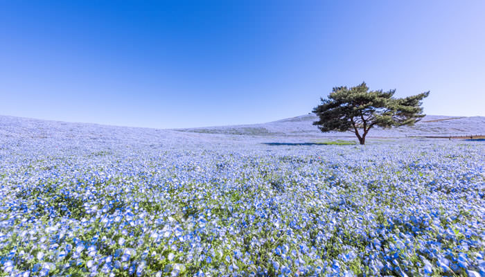 茨城県