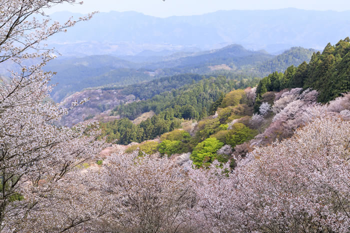 吉野山