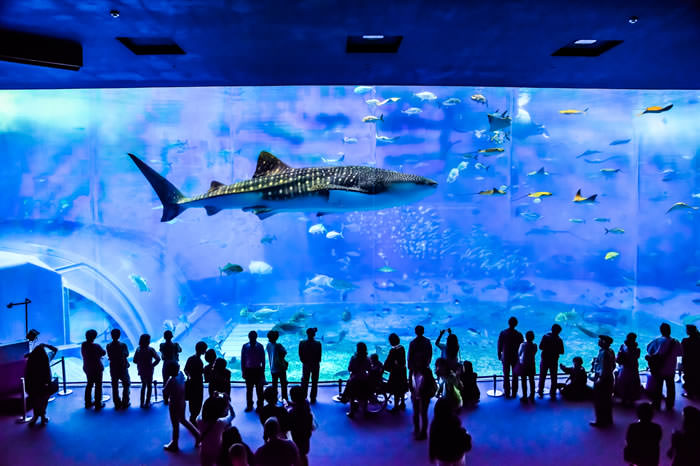 沖縄美ら海水族館