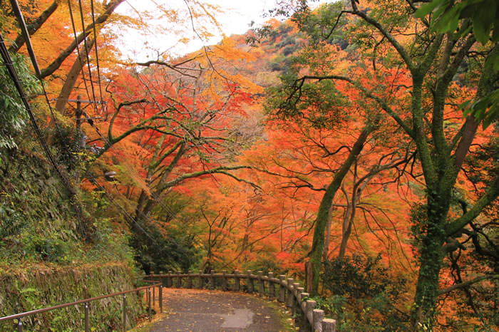 箕面公園