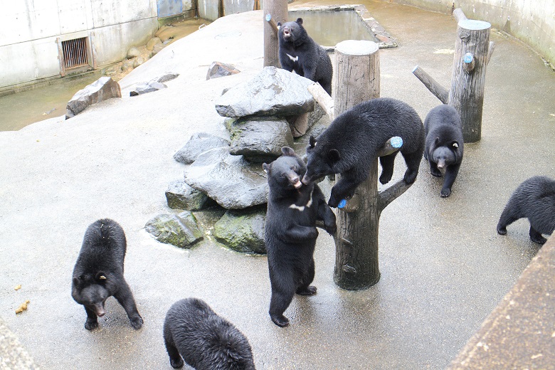 阿仁クマ牧場