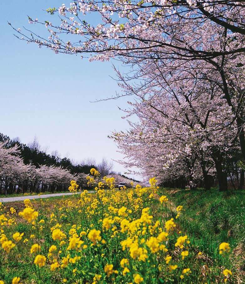 菜の花ロード