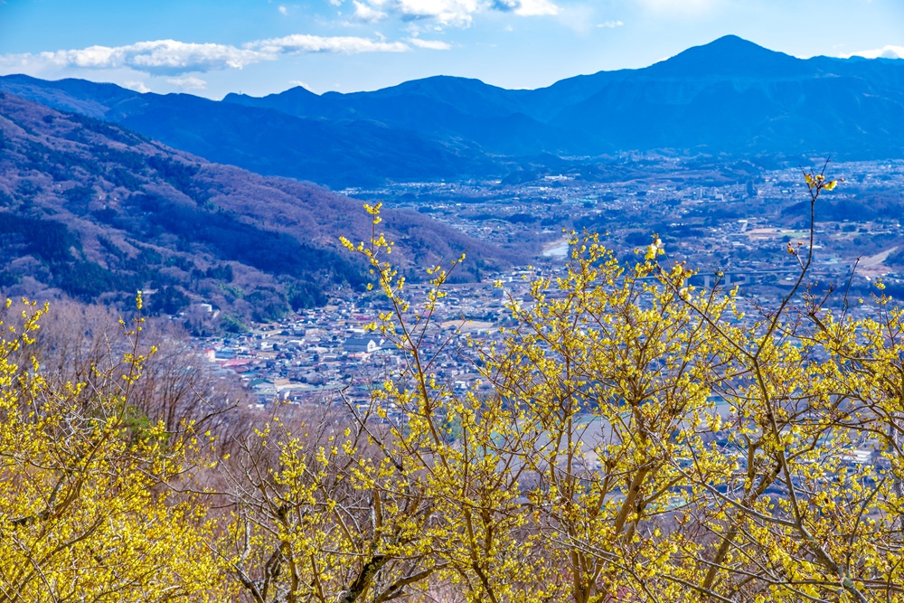 宝登山ロウバイ園