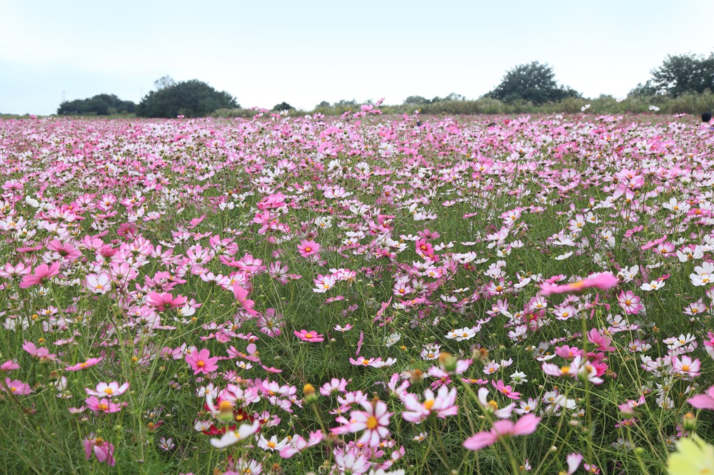 鴻巣市・コスモス畑