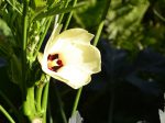 オクラの花