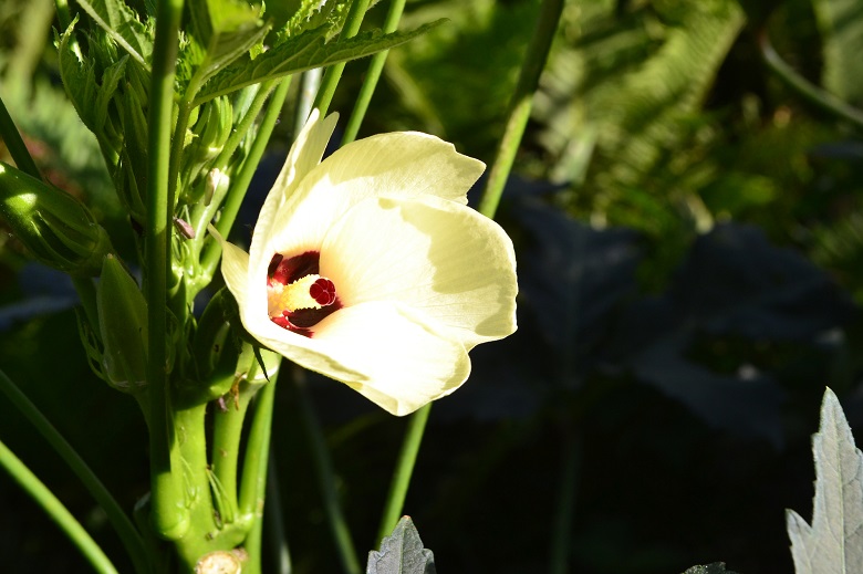 オクラの花