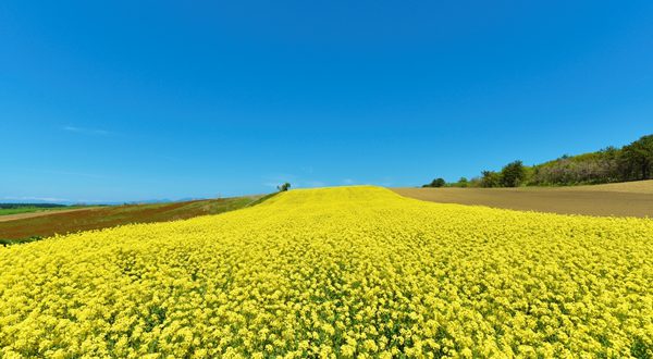 青森へ観光バス旅行 おすすめの休憩スポット よこはま 菜の花プラザ バス観光マガジン