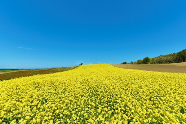 横浜町の菜の花畑