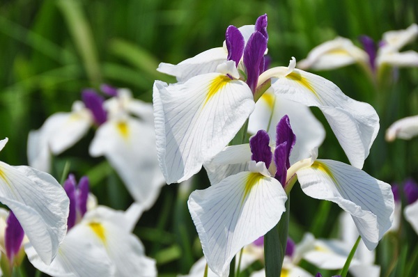 宮城「花菖蒲の郷公園」