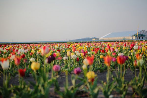 道の駅「米山」（C)宮城県