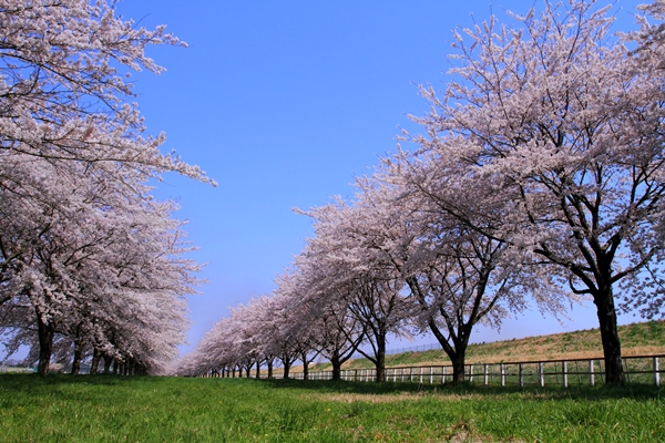 水沢競馬場の桜並木