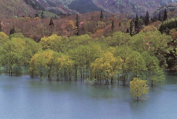 白神山地