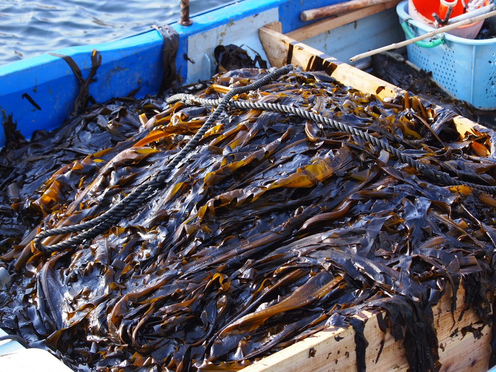 田野畑村のわかめ