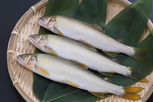 久慈川で鮎やな漁