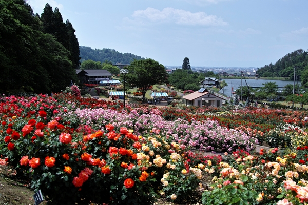 東沢ローズ園