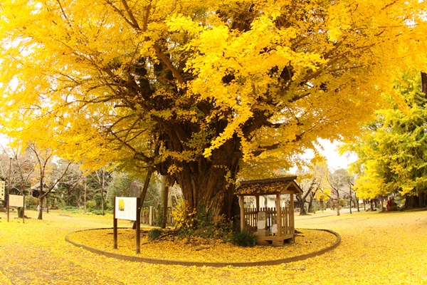 西蓮寺の大イチョウ