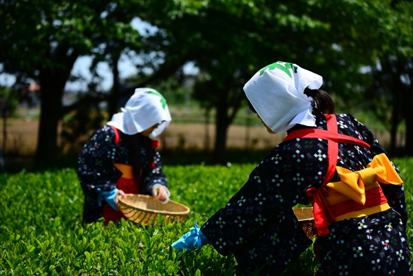 さしま茶