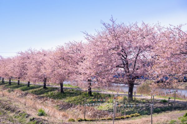 新川沿いの河津さくら