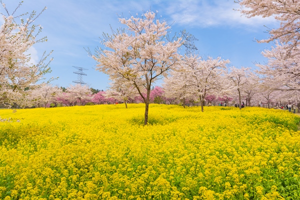 満開の赤城南面千本桜