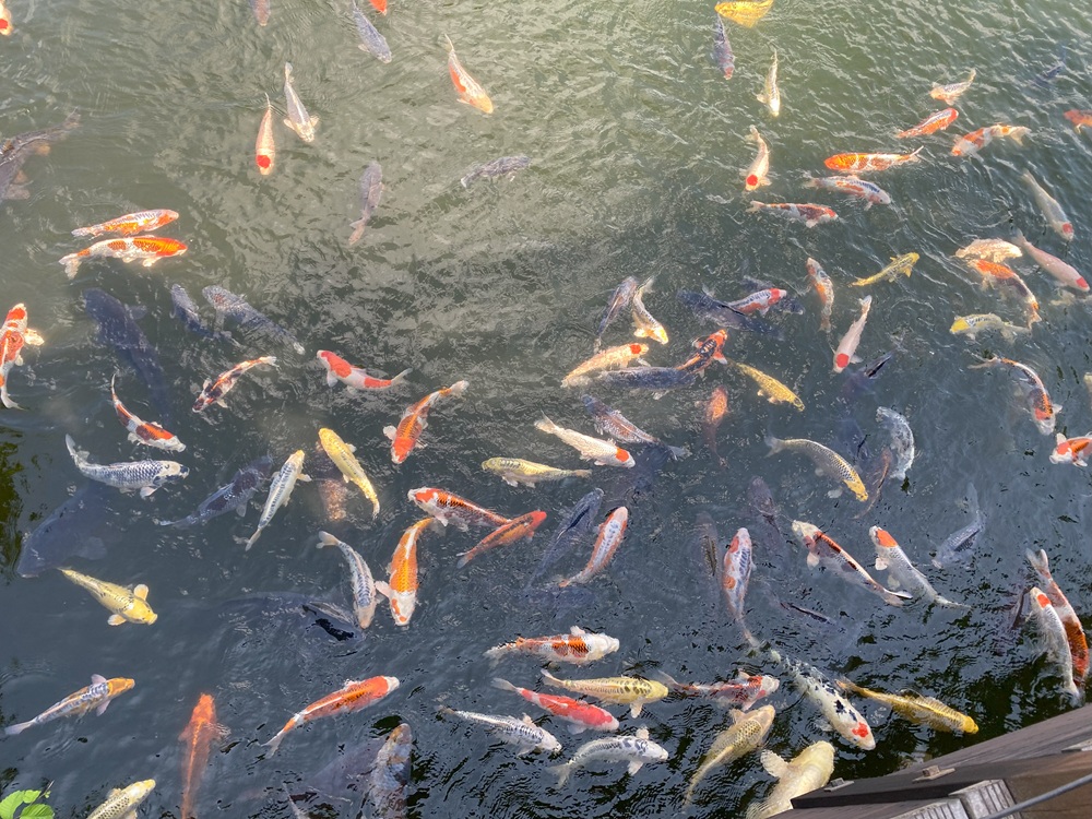 池には鯉がいっぱい