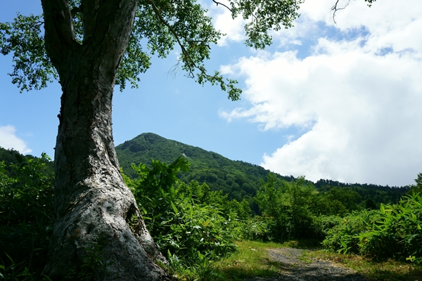 夏の荒神山