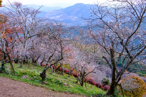 桜山公園の冬桜