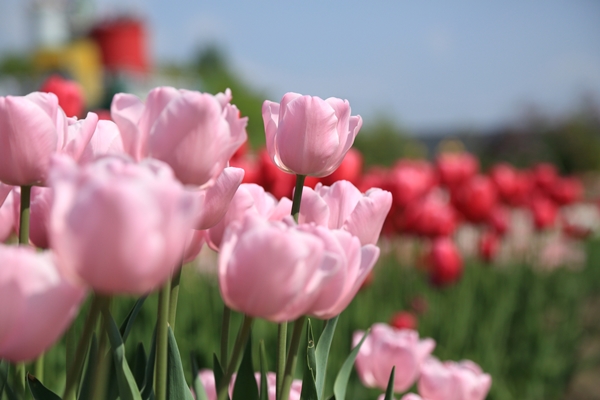 チューリップの花きや球根も