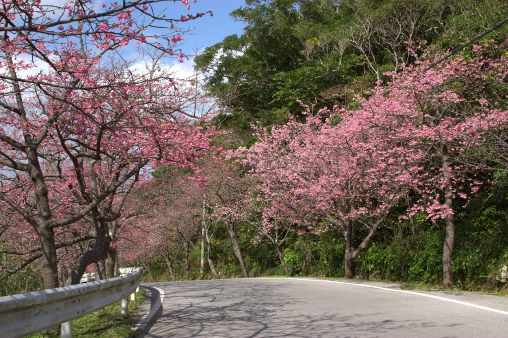 沖縄では一足お先に桜祭り2013開催中♪