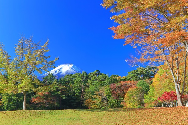 山梨県「諏訪の森自然公園（富士パインズパーク）」