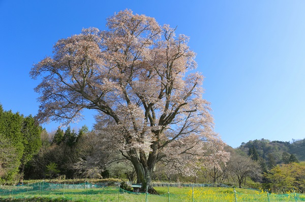 広島県「千鳥別尺の山桜」