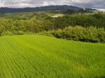 河南町の田園風景