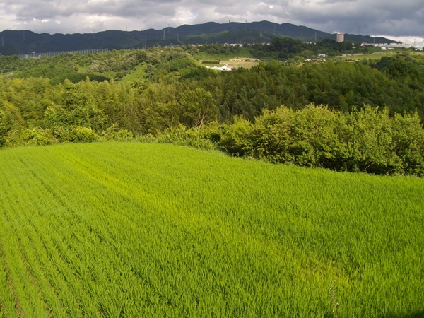 河南町の田園風景