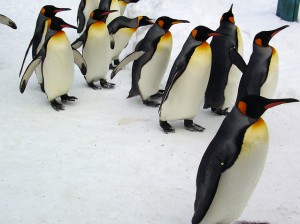 penguin