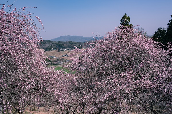 岡山県「梅の里公園」