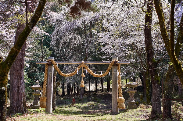 山梨県「山の神千本桜」