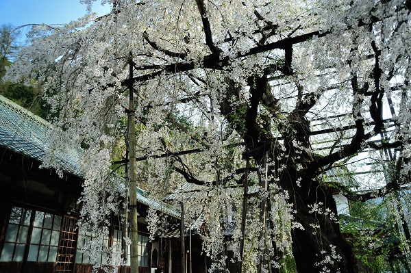 愛知県「瑞龍寺のしだれ桜」