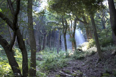hyogo_forest