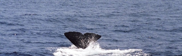 whale_watching