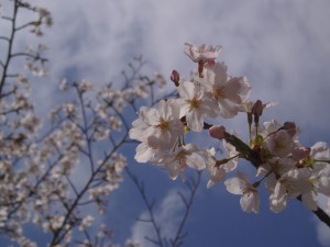 sakura