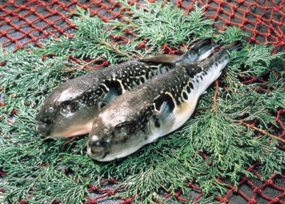 wakasafugu