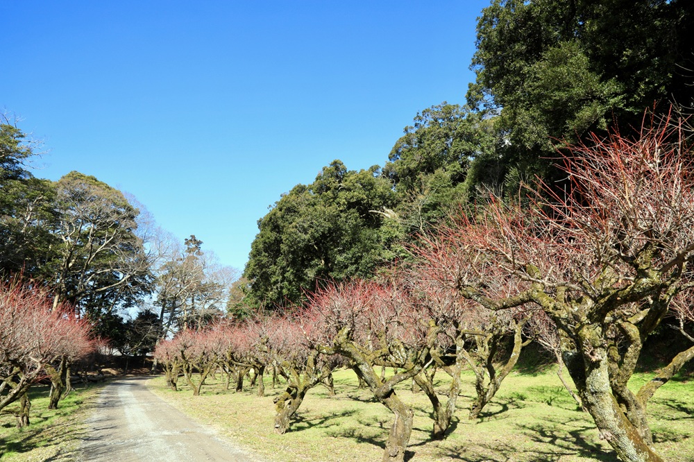 彦根城の梅林