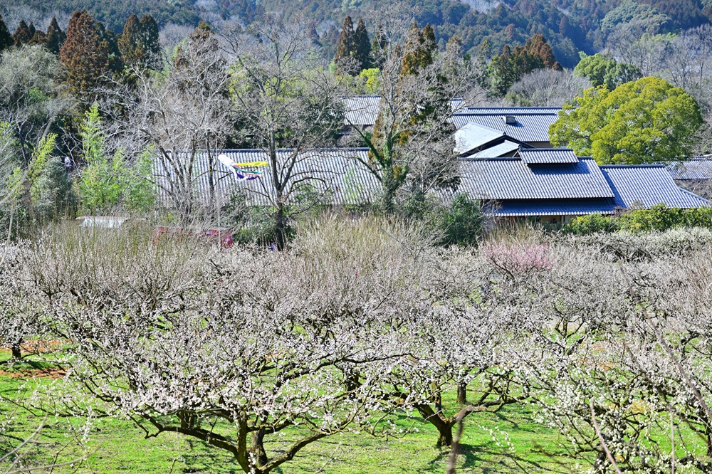 叶匠壽庵 寿長生の郷