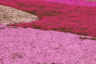 青空に映えるピンクのじゅうたん！　富士芝桜まつり2013