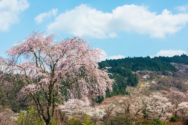 吉野山・千本桜