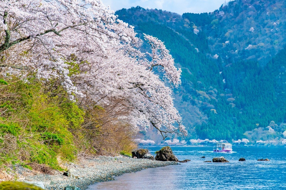 海津大崎の桜