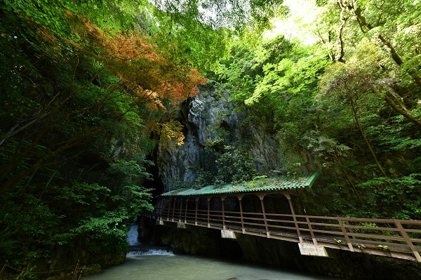 山口県「秋芳洞」